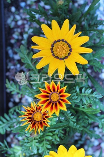 태양국,가자니아,국화,노란꽃,flower,yellow