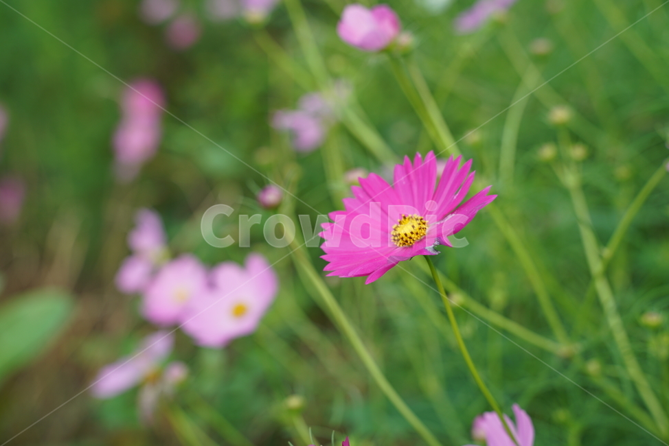 blossom,cosmos,Cosmos,head painting,flower,Asteraceae,plant,autumn,daisy