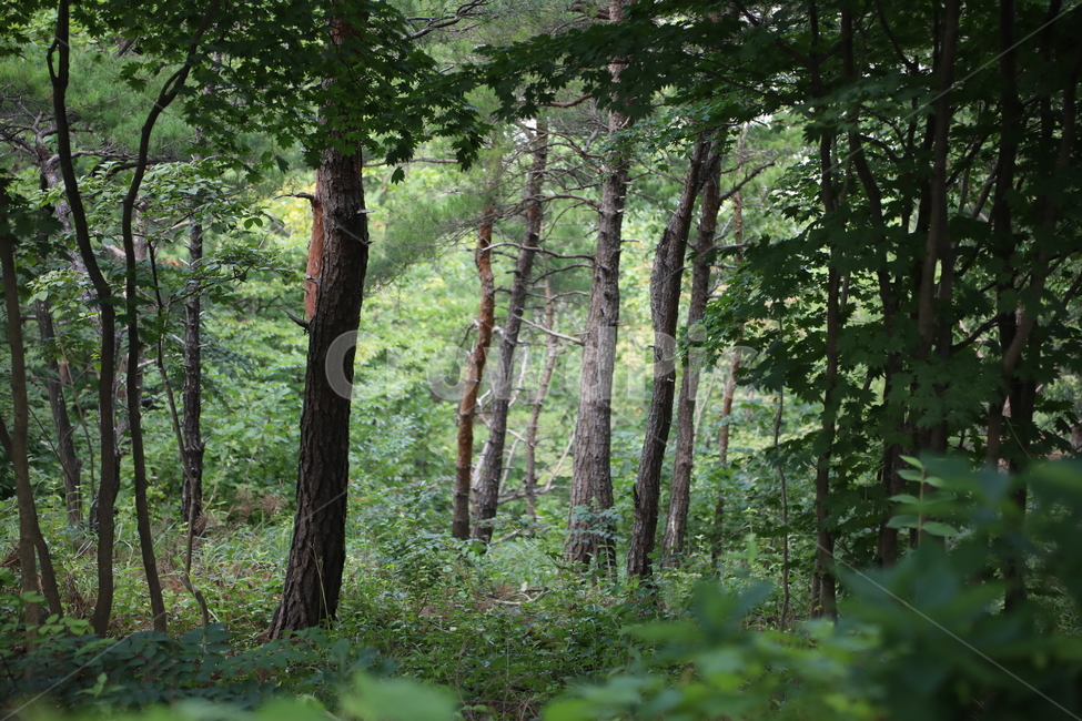 tree,나무,plant,식물,vegetation,초목,treetrunk,나무줄기,숲,자연,풍경,nature,landscape