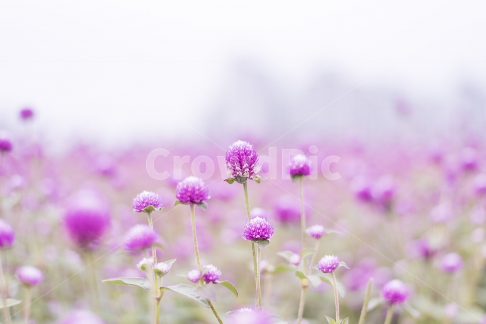 color,Nari Park,liquor,flower,Cheonilhong,korea,fall,sight,go out,autumn,travel,hobby