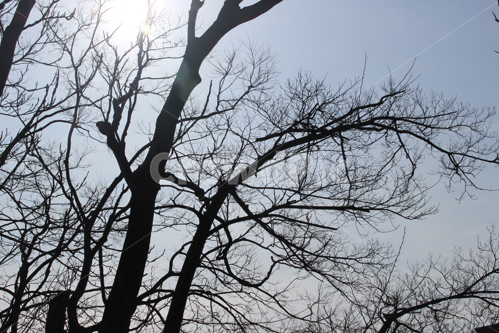 나무,그림자,하늘,겨울,해,자연,풍경,nature,landscape,tree,plant,식물,silhouette,실루엣,tree trunk,나무 줄기