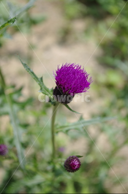 꽃,flower,식물,plant,계절,봄,spring,식물,자연,plants,nature,꽃,flower