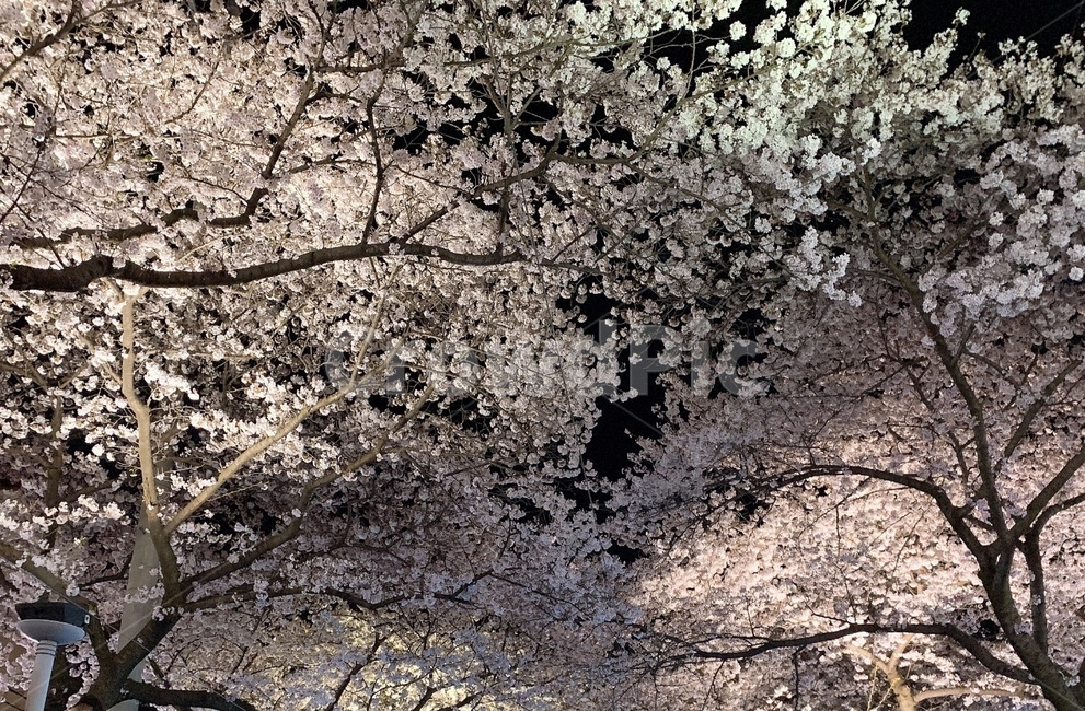 벚꽃,꽃,배경,봄,계절,풍경,야간,봄,계절,spring,season,식물,자연,plants,nature,꽃,flower,plant,blossom,cherry blossom