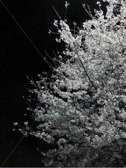 cherryblossoms,벚꽃,blossom,flower,꽃,nightview,nightscene,nightscape,야경,자연,nature,풍경,scenery,landscape,색깔,색상,색채,색감,colorsense,colorsensitivity,feelingofcolor,plant,식물,식물,자연,plants,nature,꽃,flower