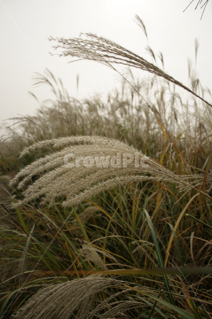 억새,가을,억새풀,억새밭,식물,가을,계절,fall,autumn,season,식물,자연,plants,nature,grass,잔디,plant,lawn