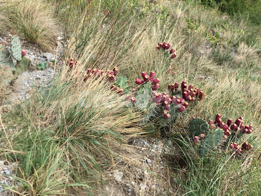 선인장,메마름,풀,들판,자연,식물,식물,자연,plants,nature