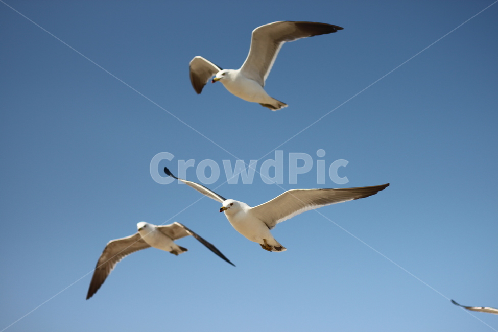 갈매기,비행,seagull,하늘,갈매기때,sky,푸른,맑은