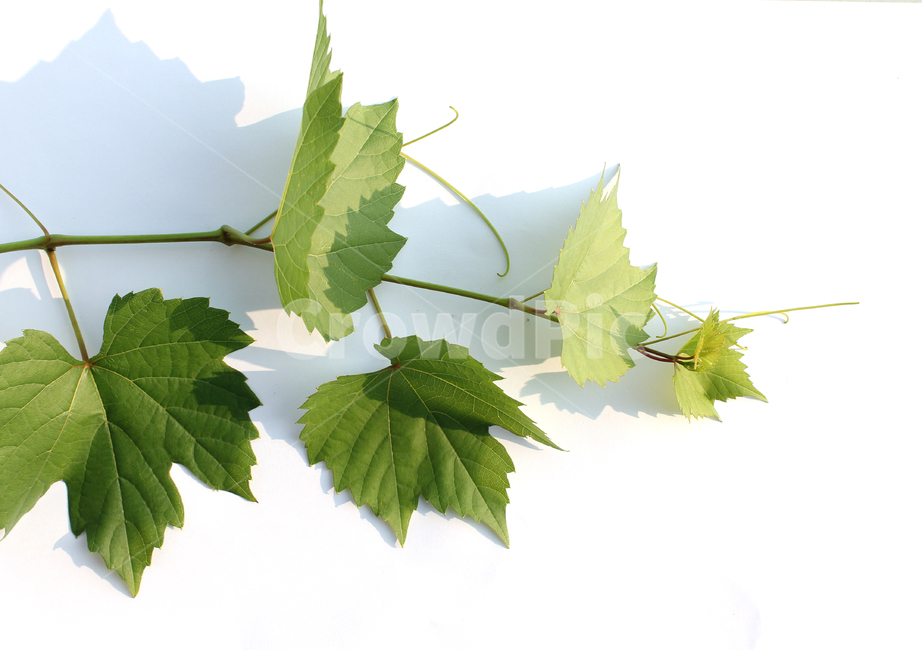 branch,closeup,detail,fresh,grape,grapeleaf,green,leaf,leaves,natural,nature,plant,가지,나뭇가지,클로즈업,디테일,신선한,포도잎,포도줄기,줄기,잎,잎사귀,나뭇잎,그린,녹색,자연,식물,흰배경,초록색,식물,자연,plants,nature,누끼,remove background