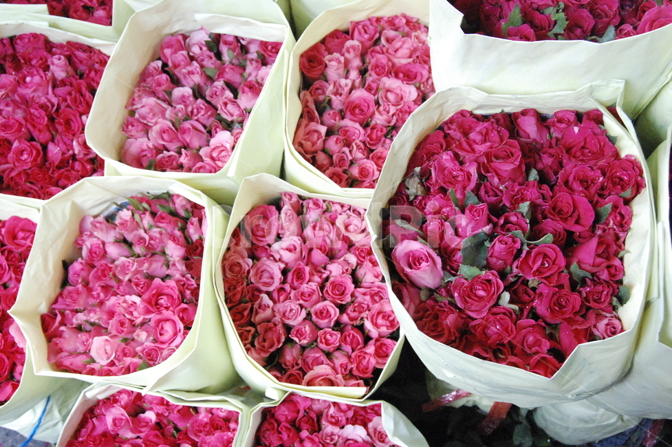 장미,blossom,꽃,flower,꽃시장,꽃,flower