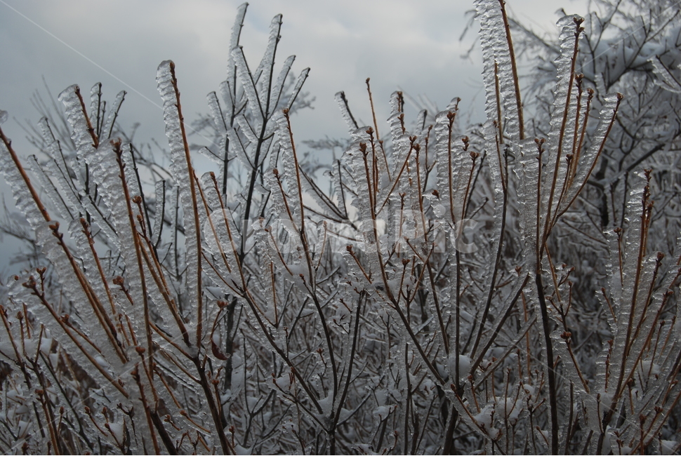 나무,눈,계절,탐방로,하늘,겨울,계절,winter,season,식물,자연,plants,nature,나무,trees,wood