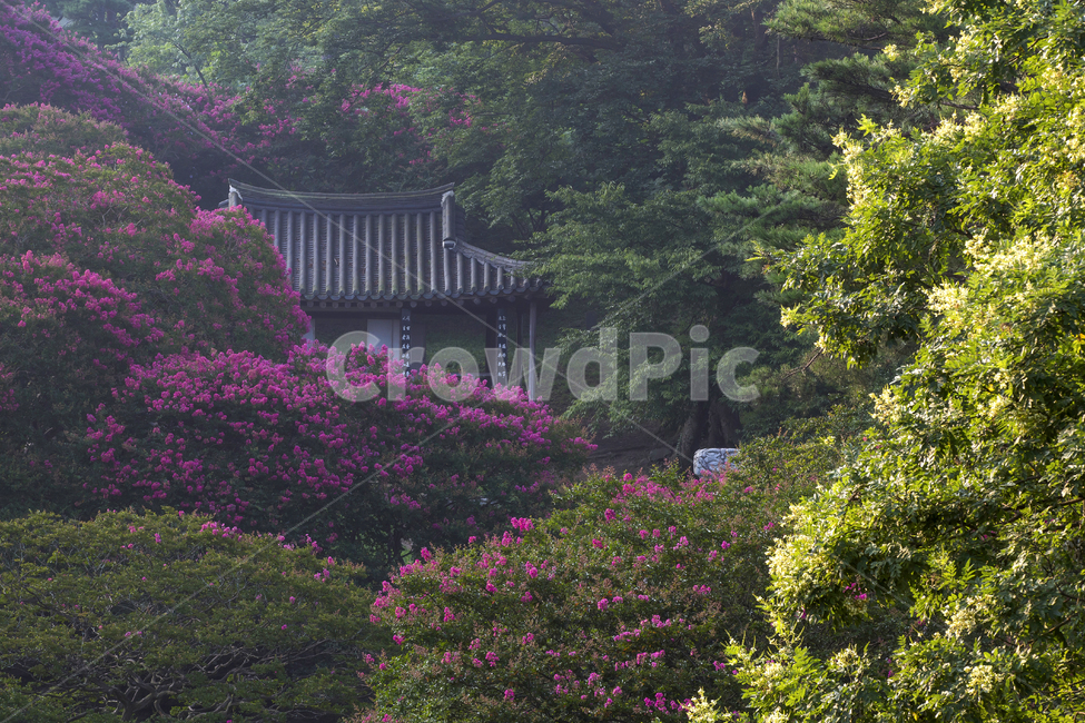 풍경,여름,식물,꽃,배롱나무,배롱나무꽃,백일홍,명옥헌,명옥헌원림,제각,연못,낙화,꽃잎,여름꽃,숲,자연,계절,season,summer,nature,landscape,담양