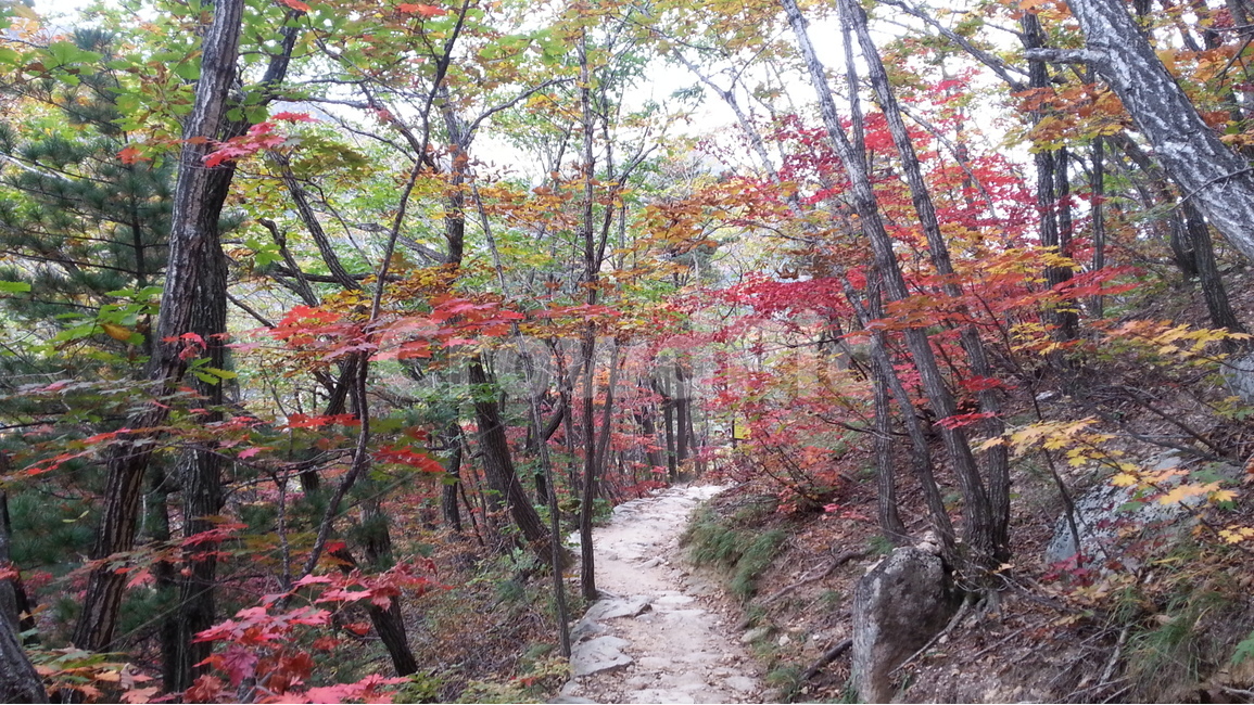 설악산,단풍,가을,수렴동계곡,오색,가을,계절,fall,autumn,season,자연,풍경,nature,landscape,한국자연풍경,한국자연경관,korea nature landscape,tree,나무,plant,식물,path,통로