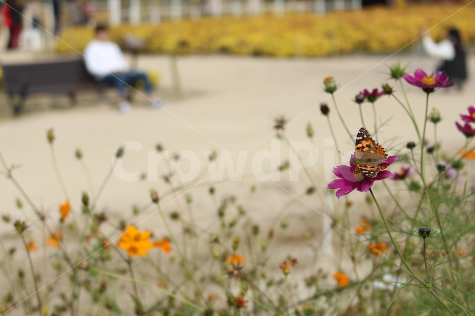 국내여행,울산,태화강대공원,나비,꽃밭,가을,계절,fall,autumn,season,식물,자연,plants,nature,꽃,flower,동물,animal,곤충,벌레,insect,bug
