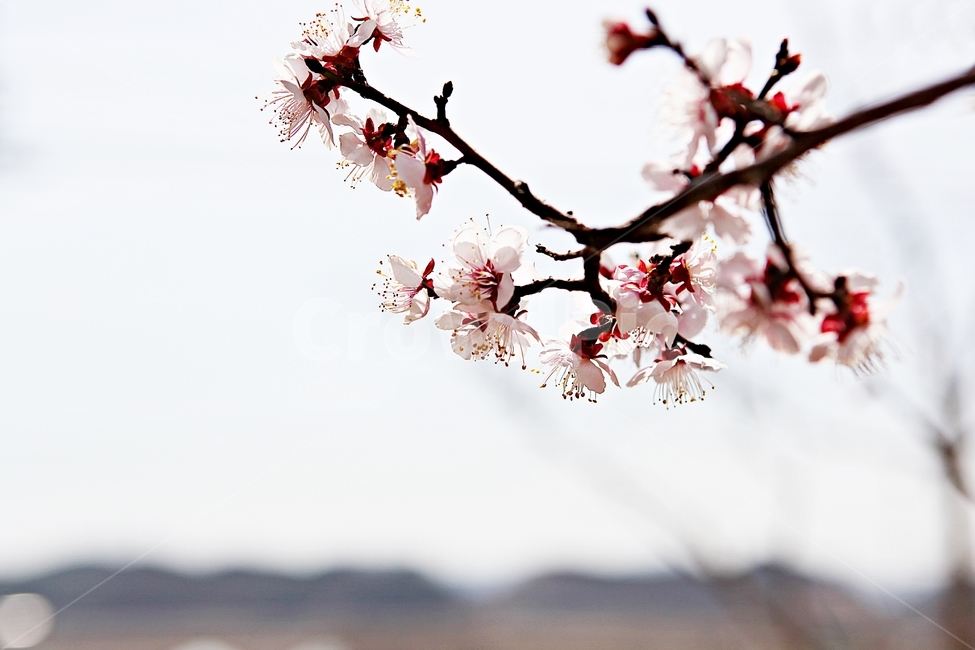 매화,꽃,매화꽃,나무,배경,자연,자연,풍경,nature,landscape,식물,plants,꽃,flower,나무,trees,wood,plant