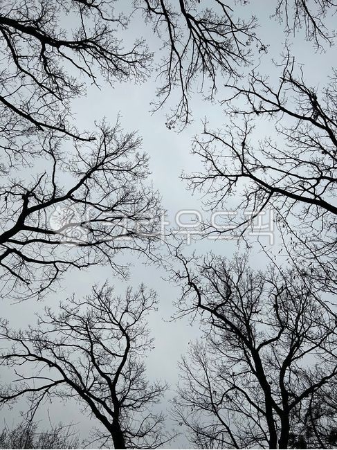 silhouette,실루엣,tree,나무,하늘,nature,자연,겨울나무,겨울하늘,wintertree,wintersky,숲,wood