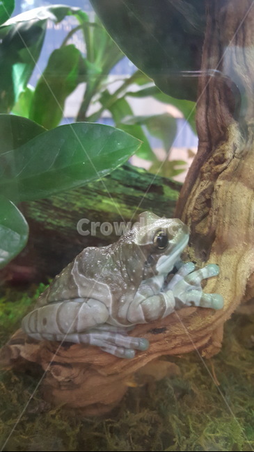 개구리,신비함,귀여움,자연,초록,관상,식물원,파충류,양서류,reptile,amphibian