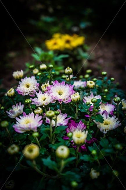 식물,꽃,들꽃,자연,색감,식물,자연,plants,nature,꽃,flower