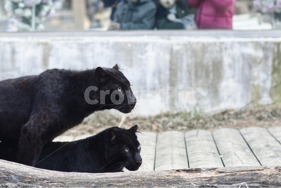 동물,표범,퓨마,흑표범,동물원,동물,animal,포유류,mammal