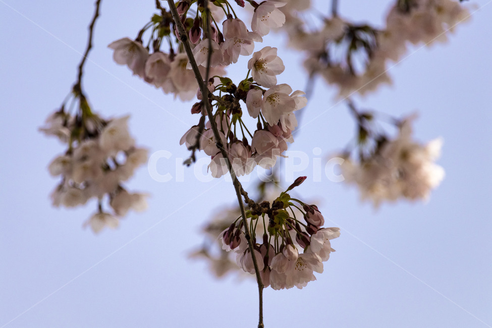 벚꽃,벚나무,cherryblossoms,봄꽃,벚나무꽃,흰꽃,식물,자연,plants,nature,꽃,flower