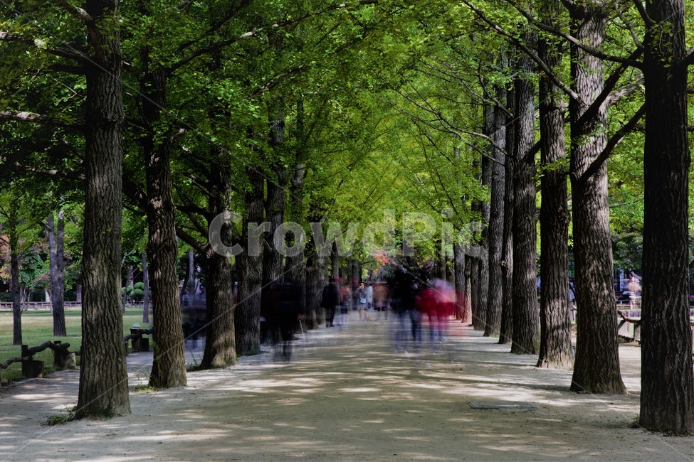 남이섬,여행,가을,메타세콰이어,나무,자연,풍경,nature,landscape,사람들,대중,군중,other people,crowd,tree,plant,식물,tree trunk,나무 줄기
