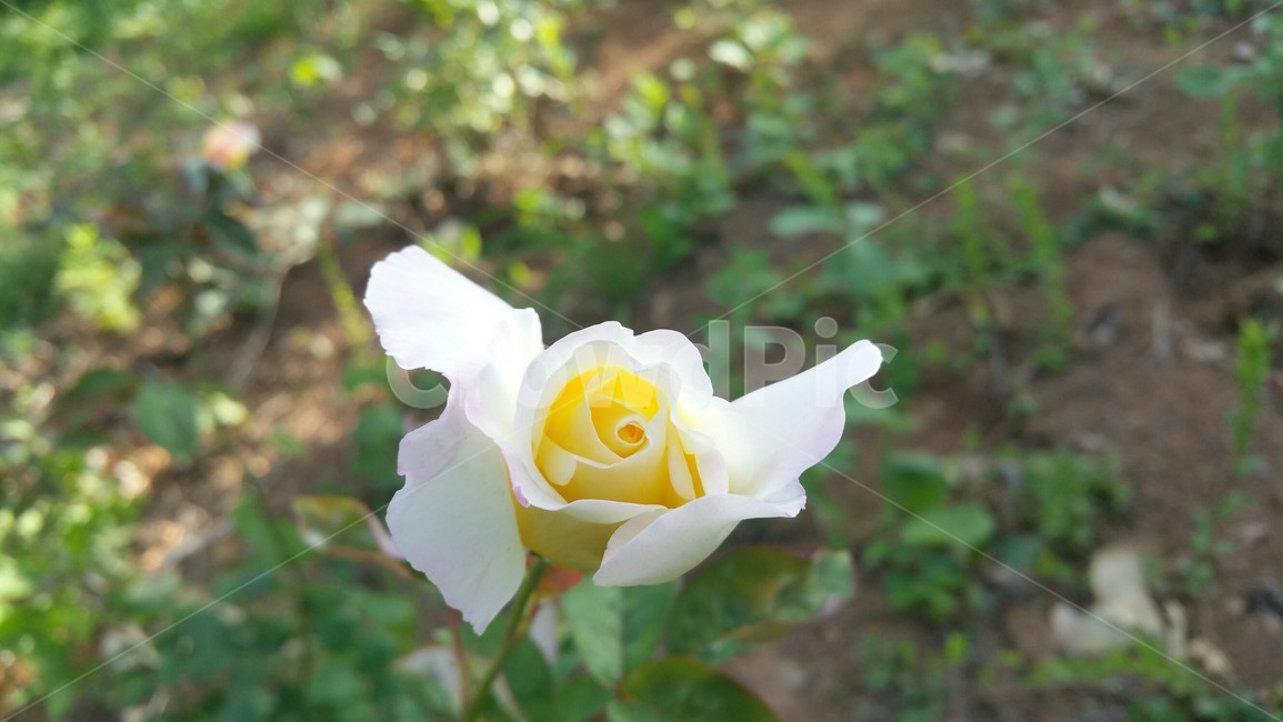 장미,꽃,flower,rose,식물,식물,자연,plants,nature,꽃,flower