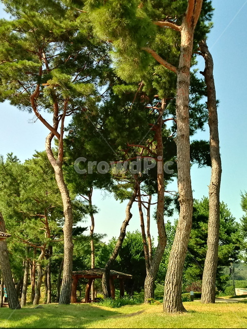 소나무,식물,송유송,여송,자송,청송,상록교목,plant,tree,나무줄기,솔잎,식물,자연,plants,nature,나무,trees,wood