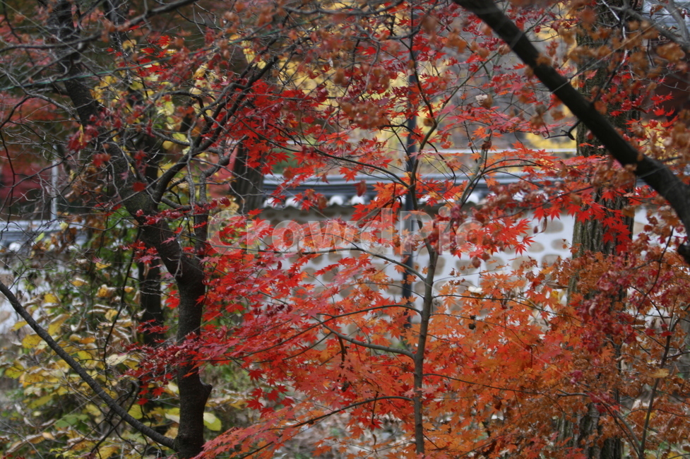 가을,가을낙엽,낙엽,나뭇잎,단풍,가을,계절,fall,autumn,season,plant,식물,leaf,잎,tree,나무,maple
