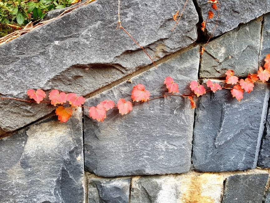 담쟁이,식물,빨강,가을,돌,가을,계절,fall,autumn,season,식물,자연,plants,nature,plant,leaf,잎