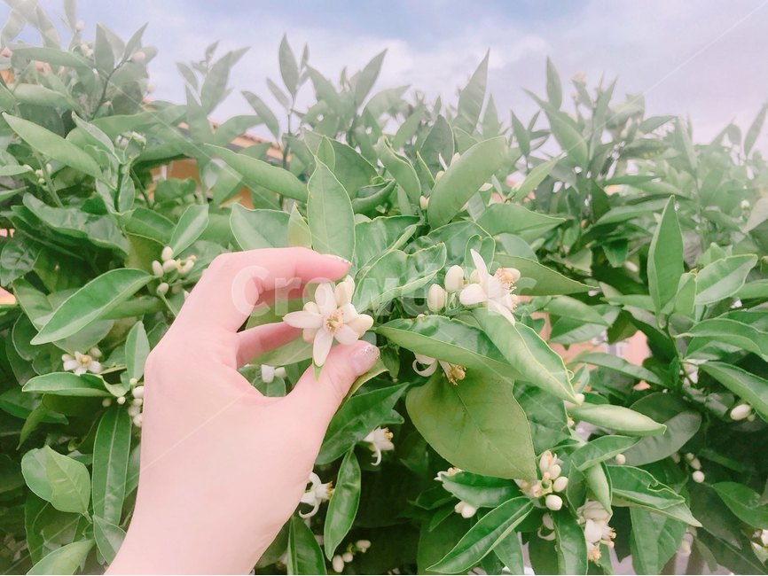 오렌지꽃,오렌지나무,연출사진,감성사진,꽃,식물,자연,plants,nature,꽃,flower,감성,sensible,feeling
