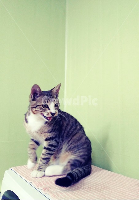 동물,고양이,펫,경계심,cat,pet