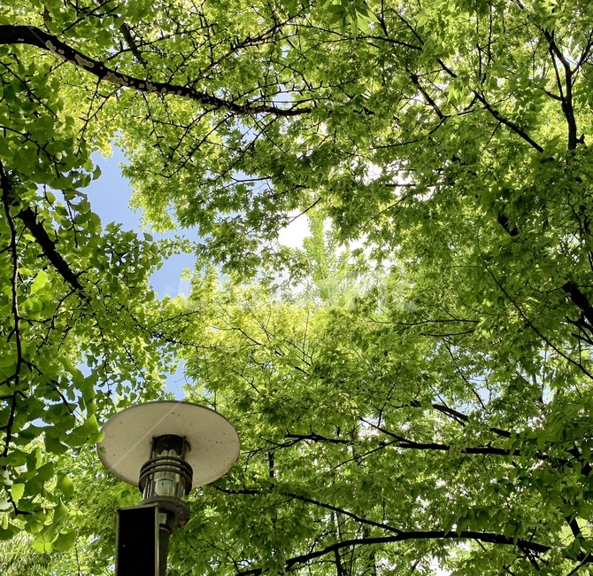 plant,식물,tree,나무,나뭇잎,자연