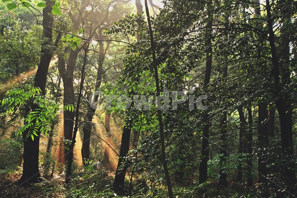 숲길,숲속,힐링,울창한숲,산책로
