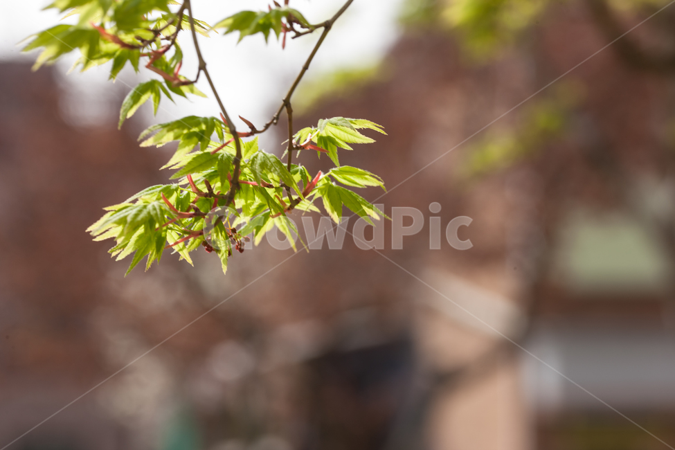 maple,단풍,나무,tree,나뭇잎,leaf,식물,자연,plants,nature