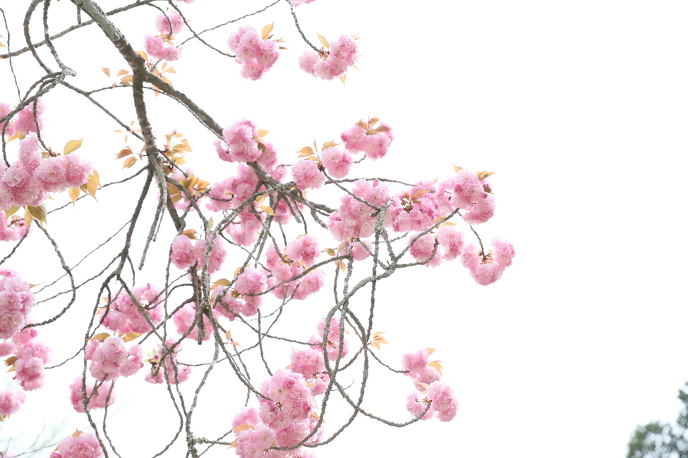 꽃,만첩왕벚,겹벚꽃,봄,꽃송이,벗꽃,식물,핑크,만개,봄,계절,spring,season,식물,자연,plants,nature,꽃,flower,plant,blossom,cherry blossom,벚꽃