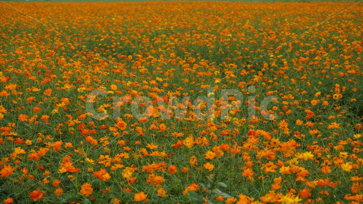 꽃,꽃사진,코스모스,가을,식물,자연,풍경,nature,landscape,가을,계절,fall,autumn,season,식물,plants,꽃,flower,field,들,outdoors,옥외,grassland,목초지