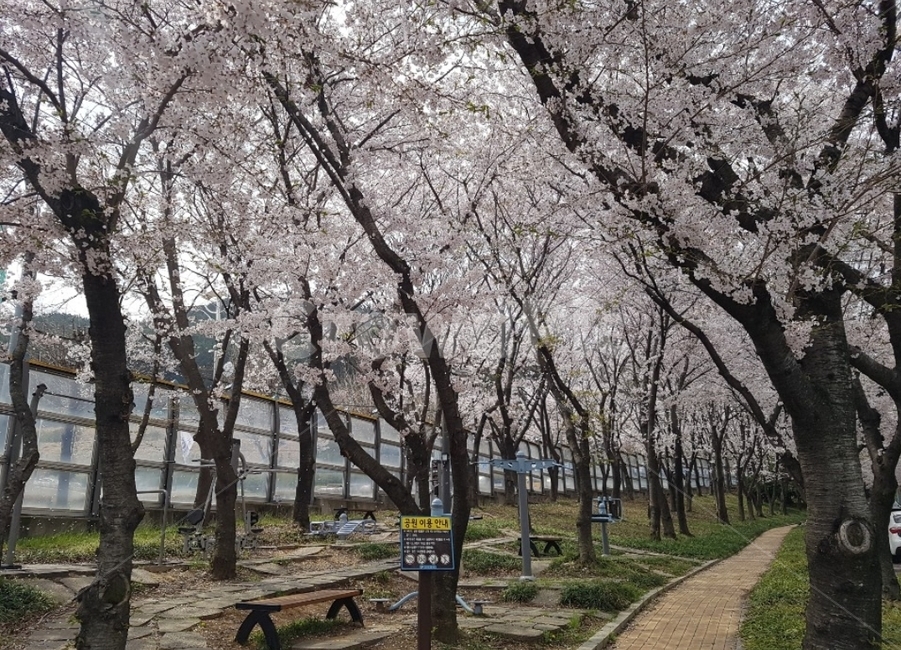 벤치,plant,식물,furniture,벚꽃,길,봄,계절,spring,season