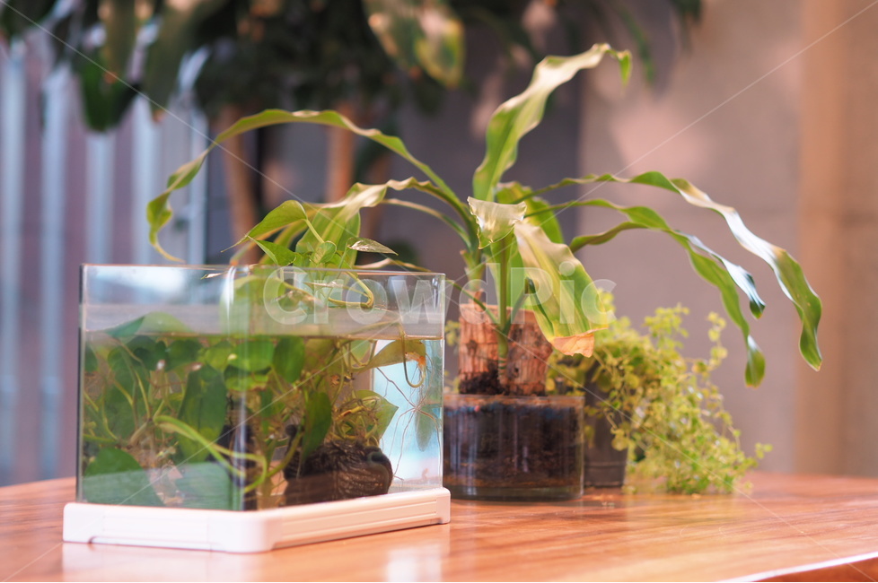 식물,수상식물,테이블,카페,초록색,실내용화초,화분,화초,house plant
