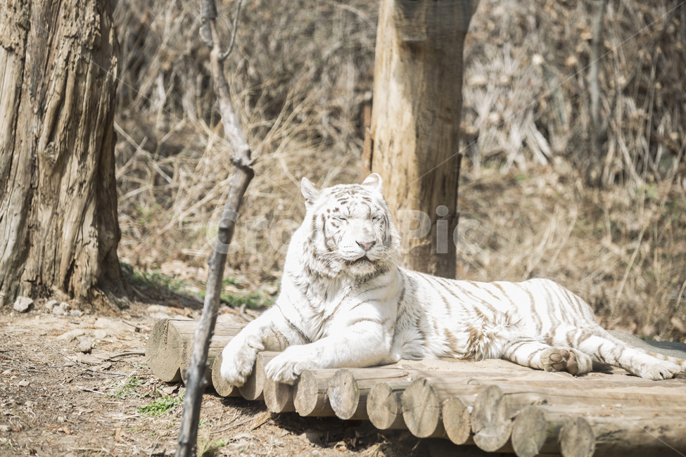 백호,백호랑이,맹수,동물,tiger,육식동물,애니멀,animal,whitetiger,savagebeast,사나움,야생동물,wild,동물,animal,포유류,mammal