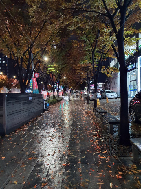배경,풍경,비오는날,가을,단풍,비,비오는날,rain,rainy