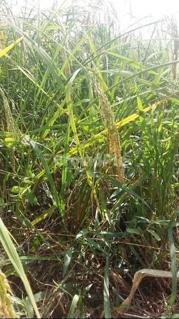 논,논풍경,벼,들판,논농사,식물,자연,plants,nature