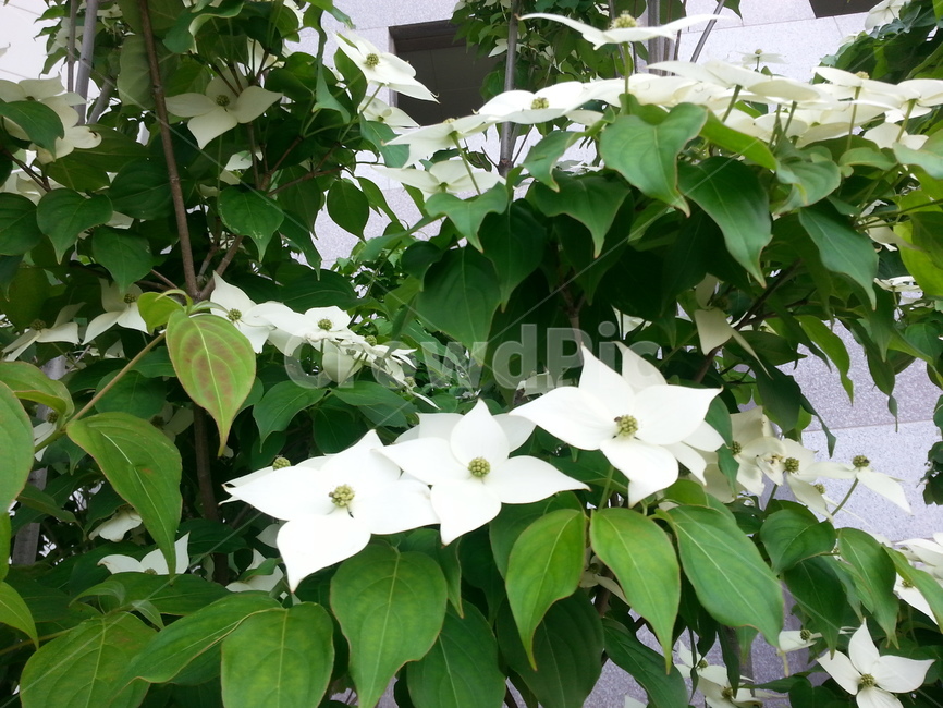 꽃,플라워,봄,봄꽃,뷰티풀,flower,bloom,beautiful,plant,식물,blossom,하얀색,식물,자연,plants,nature,꽃,flower