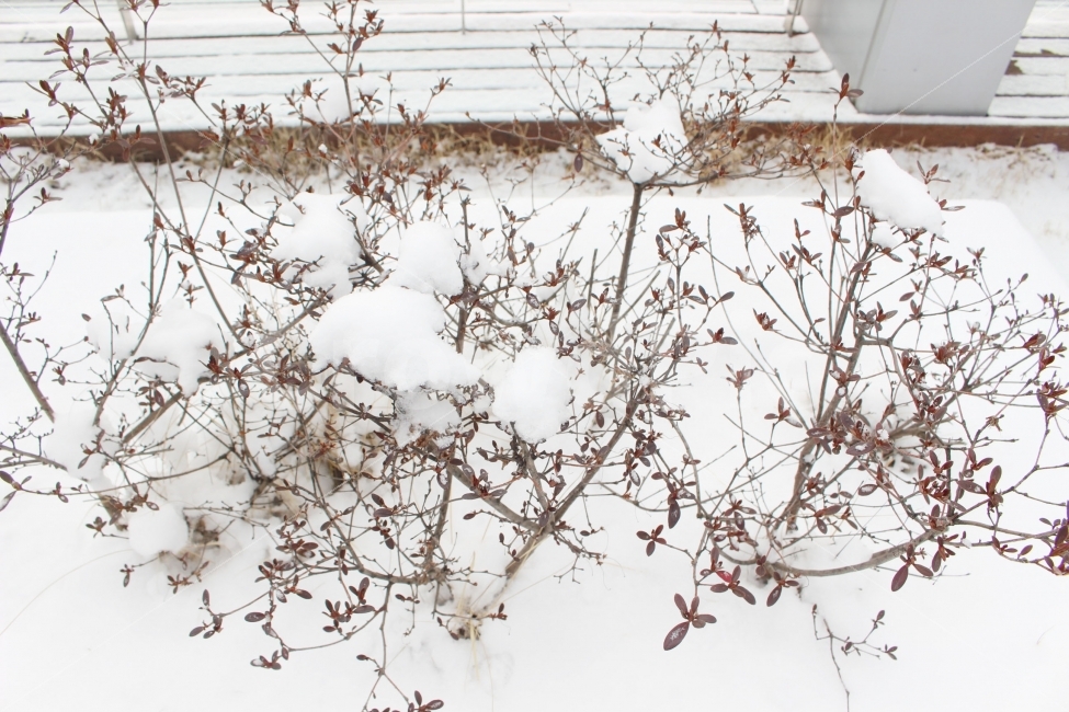 눈,설경,하얀,하얀색,전경,눈송이,나무,나뭇가지,식물,자연,plants,nature,겨울,계절,winter,season