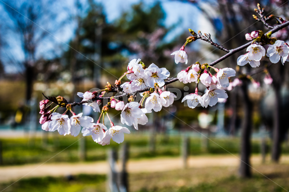 벚꽃,cherry,4월,spring,봄,쾌청,봄,계절,spring,season,plant,식물,blossom,꽃,flower