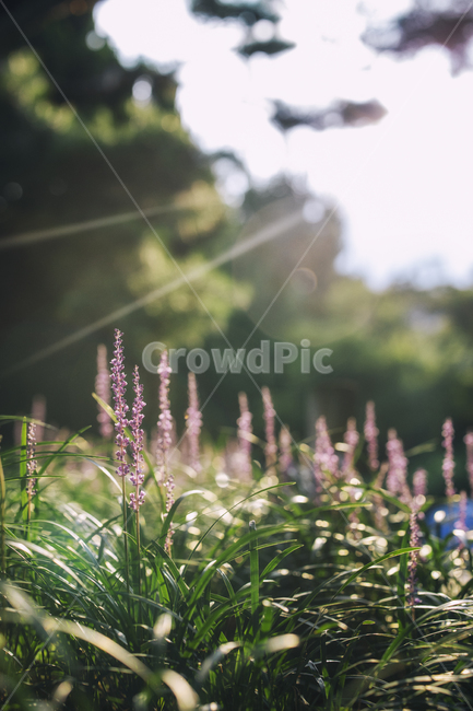 꽃,맥문동,식물,plant,blossom,flower,식물,자연,plants,nature,꽃,flower