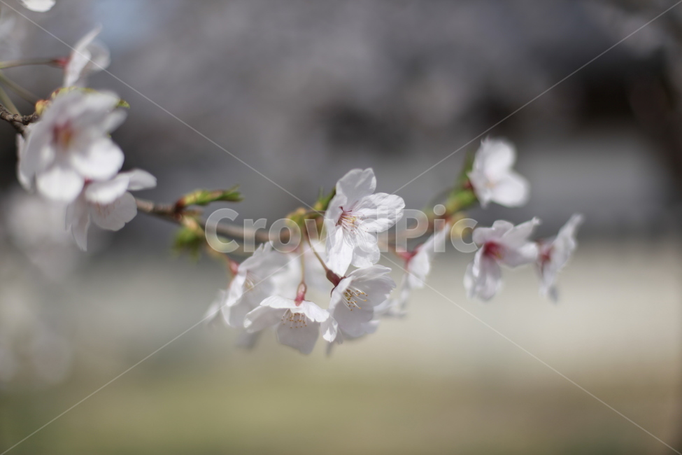 벚꽃,새싹,봄,아파트단지,조경,봄소식,식물,자연,plants,nature,꽃,flower