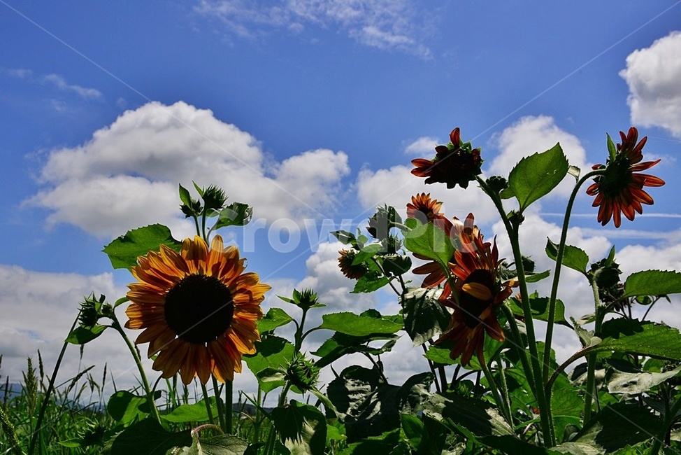plant,식물,flower,blossom,꽃,sunflower,해바라기,날씨,구름,하늘,해남,마산,간천지,간척지해바라기밭,해바라기밭,마산해바라기밭