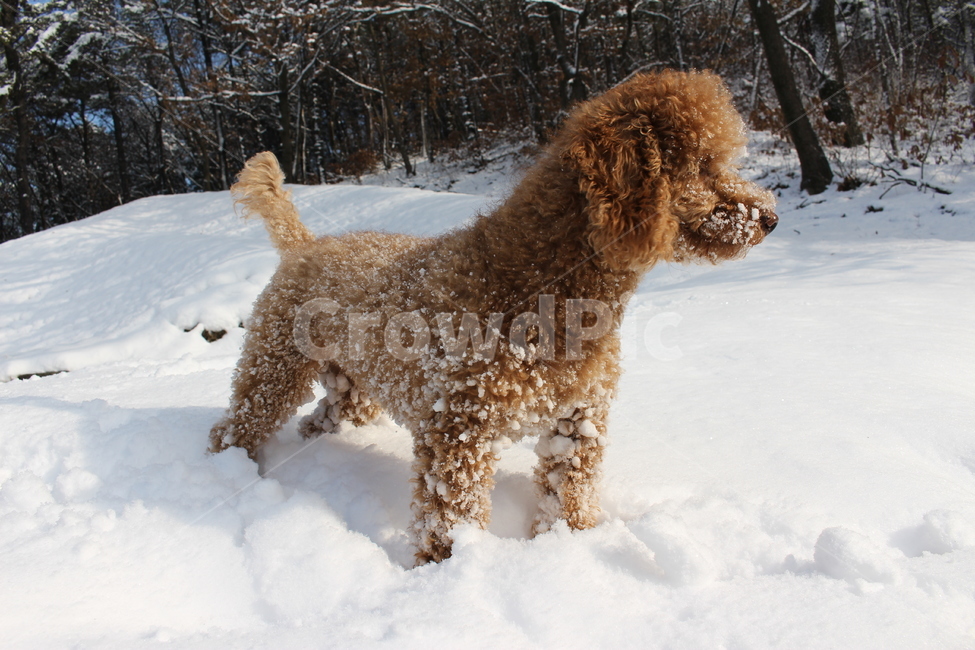강아지,눈밭,겨울,눈,애완견,한겨울,겨울,계절,winter,season,동물,animal,포유류,mammal,개,강아지,dog,doggy