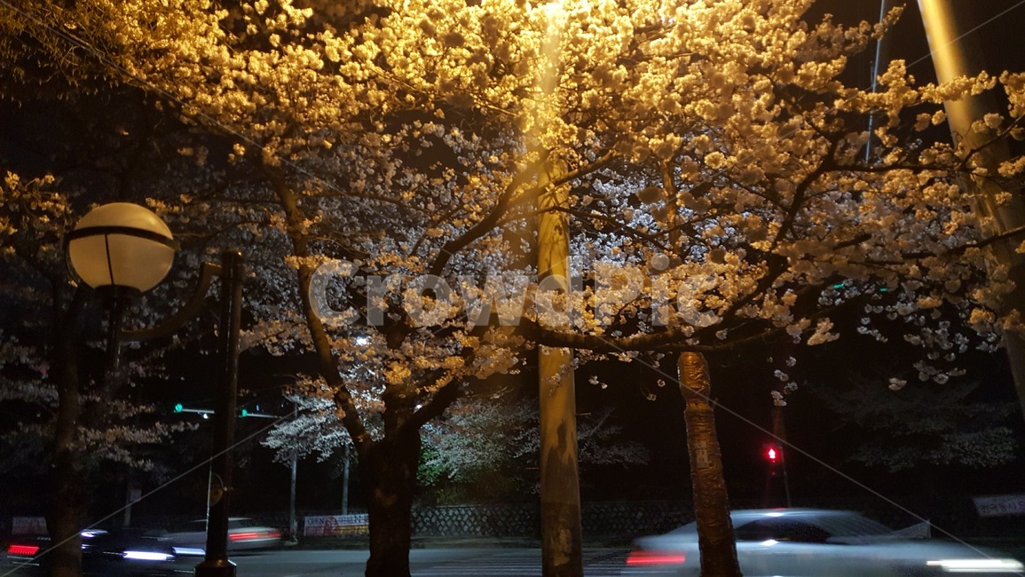 벚꽃,성당못,두류공원,산책,벚꽃놀이