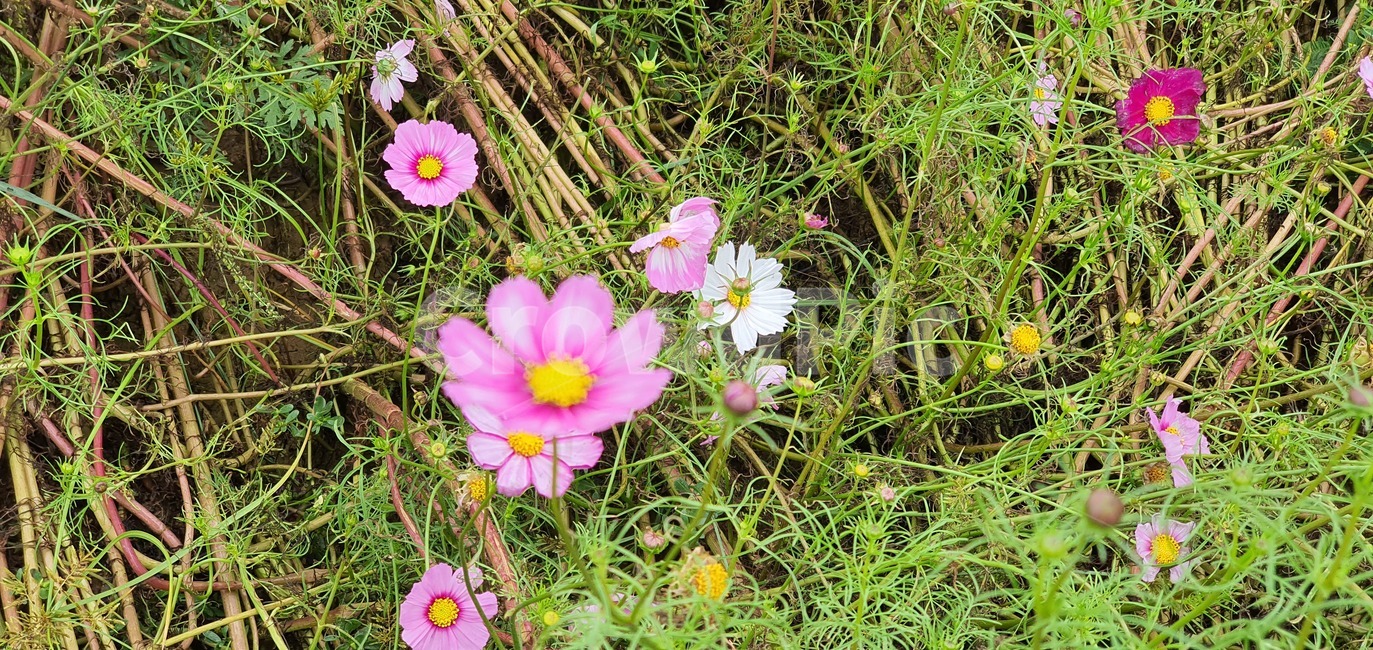 garden,nature,summer,spring,green,white,beauty,floral,pink,season,beautiful,background,field,petal,bright,colorful,growth,blooming,leaf,park,grass,botany,natural,flora,fresh,outdoor,bloom,plant,식물,blossom,flower,꽃,geranium,코스모스