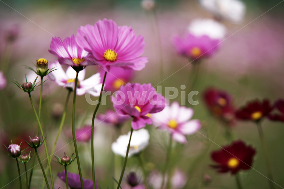 코스모스,꽃,식물,계절,가을,감성,가을,계절,fall,autumn,season,식물,자연,plants,nature,꽃,flower,plant